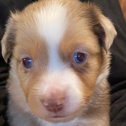 Reef - Red merle male Miniature Australian Shepherd puppy in California, Kentucky from Sonlight Ridge Aussies