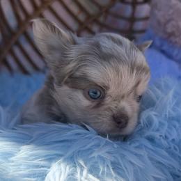 Mack - Merle male Chihuahua puppy in Newport Beach, California from Exotic City Pomeranians and chihuahuas