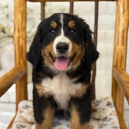 Diva - Tri-color female Bernese Mountain Dog puppy in Yuciapa, California from AlltheDoodlez_