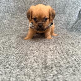 Jawa (zippy) - Red male Brussels Griffon puppy in Seneca, Missouri from Stephanie’s Puppy Colony