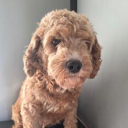 Babi - Cavapoo