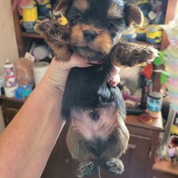 Yorkshire Terrier Puppies from Glitter And Glitz Yorkies