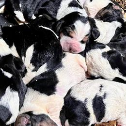 Male - Black tan and white male Basset Hound puppy in Clinton, Tennessee from High Hopes Hounds