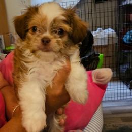 Emilio SC - Fawn and white male Chihuahua puppy in Meridian, Oklahoma from Crazy Love Kennels