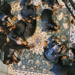 Boy 3 - Black and rust male Doberman Pinscher puppy in Vale, North Carolina from Von Katzenstein Kennel