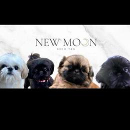 Dior - Black and white female Shih Tzu puppy in Galveston, Texas from 🌗 New Moon Shih Tzu 🌗