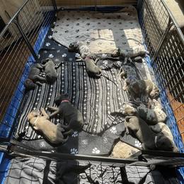 Great Dane Puppies from Starlight Danes