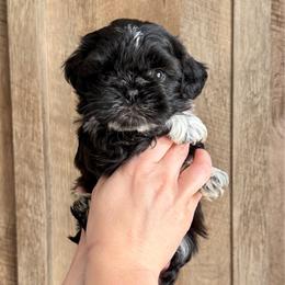 Boy 2 - Black and white male Shih Tzu puppy in Seguin, Texas from Dolled Up Shih Tzus