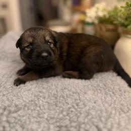 Sable Female - Sable female German Shepherd puppy in Carlisle, Arkansas from Roanwood German Shepherds