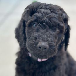 Lavender Girl - Black female Goldendoodle puppy in San Diego, California from Sensational Doodles