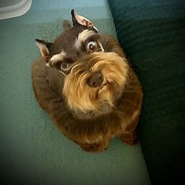 Truly - Miniature Schnauzer