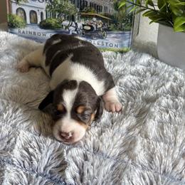 AKC Blue Tan Dapple Piebald - Blue and tan female Dachshund puppy in Ladson, South Carolina from Funk's Four-Legged Friends