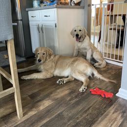 Golden Retriever Puppies from Crescent View Goldens