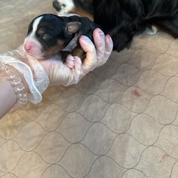 Bernedoodle Puppies from Boise Bernedoodles