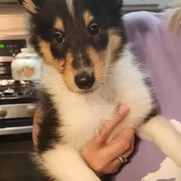 Collie puppies from Katrina's Collies