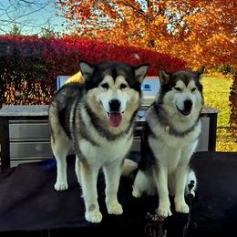 Alaskan Malamute puppies from Edgend Alaskan Malamutes