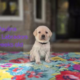 Paulina - Yellow female Labrador Retriever puppy in Rogue River, Oregon from PNW Labradors