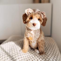 Lady - 12 Days of Christmas - Apricot female Goldendoodle puppy in Syracuse, Indiana from The Doodle Cove