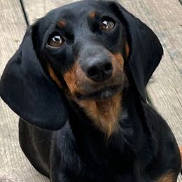 Candie - Dachshund