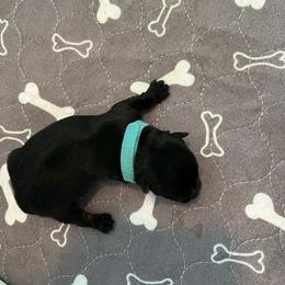 Mr. Blue - Black male Scottish Terrier puppy in Wilmington, Ohio from Ballentine Scotties