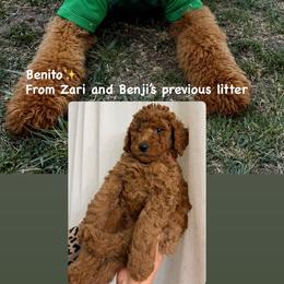Goldendoodle All Grown Up from Zari Benji Doodles