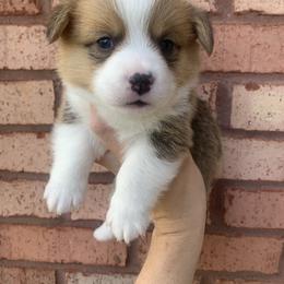 Winter - Red male Pembroke Welsh Corgi puppy in Cumming, Georgia from Carter’s Corgis LLC