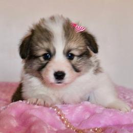 AKC Hope 'full fluffy' - Red female Pembroke Welsh Corgi puppy in Lorraine, Kansas from Lazy N Ranch