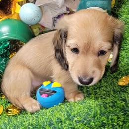Apollo (non Dapple) (AKC and CKC registration include) - Cream male Dachshund puppy in Terlton, Oklahoma from CLARK'S BREEDING PROGRAM