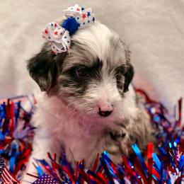 Pink collar toy - Blue merle female Aussiedoodle puppy in 32046, Florida from River Hill Ranch