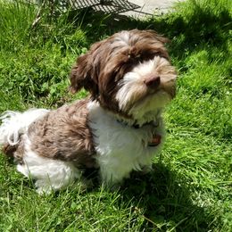 Romeo - Havanese