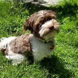 Romeo - Havanese