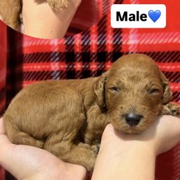 Blue - Red  male Goldendoodle puppy in Naples, Florida from Goldendoodles Of Naples