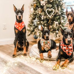 Doberman Pinscher Puppies from Imperium Dobermann Kennel