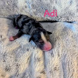 Adi - Merle male Bernedoodle puppy in Midlothian, Texas from DoodlesOjoy
