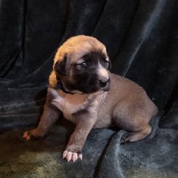 Boy 3- Blue - Fawn male Anatolian Shepherd Dog puppy in La Grange, Georgia from Florida Anatolian Shepherds