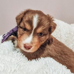 Australian Shepherd puppies from Lake Daze
