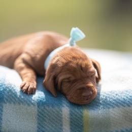German Shorthaired Pointer and Vizsla Puppies from Nosam Kennels- Hungarian Vizslas, and German Shorthairs Located in Kentucky