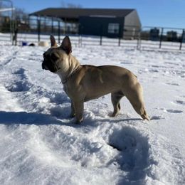 Gertie - French Bulldog