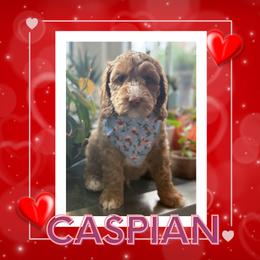 Cupid - Caramel male Australian Labradoodle puppy in Citrus Heights, California from Elite Blend Labradoodles