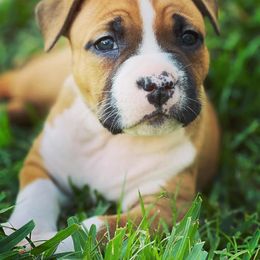 American Foxhound and American Staffordshire Terrier Puppies from Whitlow Kennel