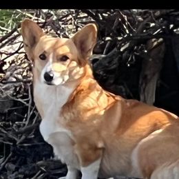 Brie - Pembroke Welsh Corgi