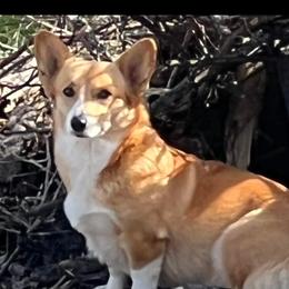 Brie - Pembroke Welsh Corgi