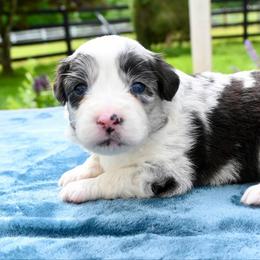 Sasa - Blue merle female Miniature American Shepherd puppy in Damascus, Oregon from Rebel Soul Minis