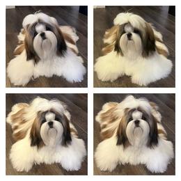 Shih Tzu Puppies from Crown Dynasty Shih Tzu