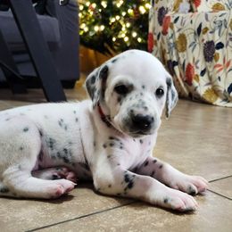 LUA Ruby - White and black female Dalmatian puppy in Phoenix, Arizona from Samba Flavors