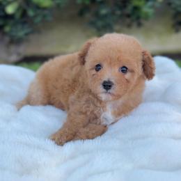 Apple - Apricot female Poodle puppy in Los Angeles, California from Exquisite Doodles