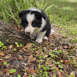 Boy 4 - male Border Collie puppy in Wildwood, Florida from Isle Breez Border Collies