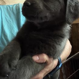 Dilute Retriever, French Bulldog, Labrador Retriever, and Leonberger Puppies from QVR Labradors and Leonbergers