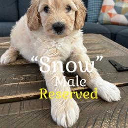Snow - Cream male Goldendoodle puppy in Lake City, Florida from North Florida Poodles and Doodles