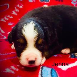 Jenna OFA - Black rust and white female Bernese Mountain Dog puppy in Strasburg, Ohio from Lois Allison